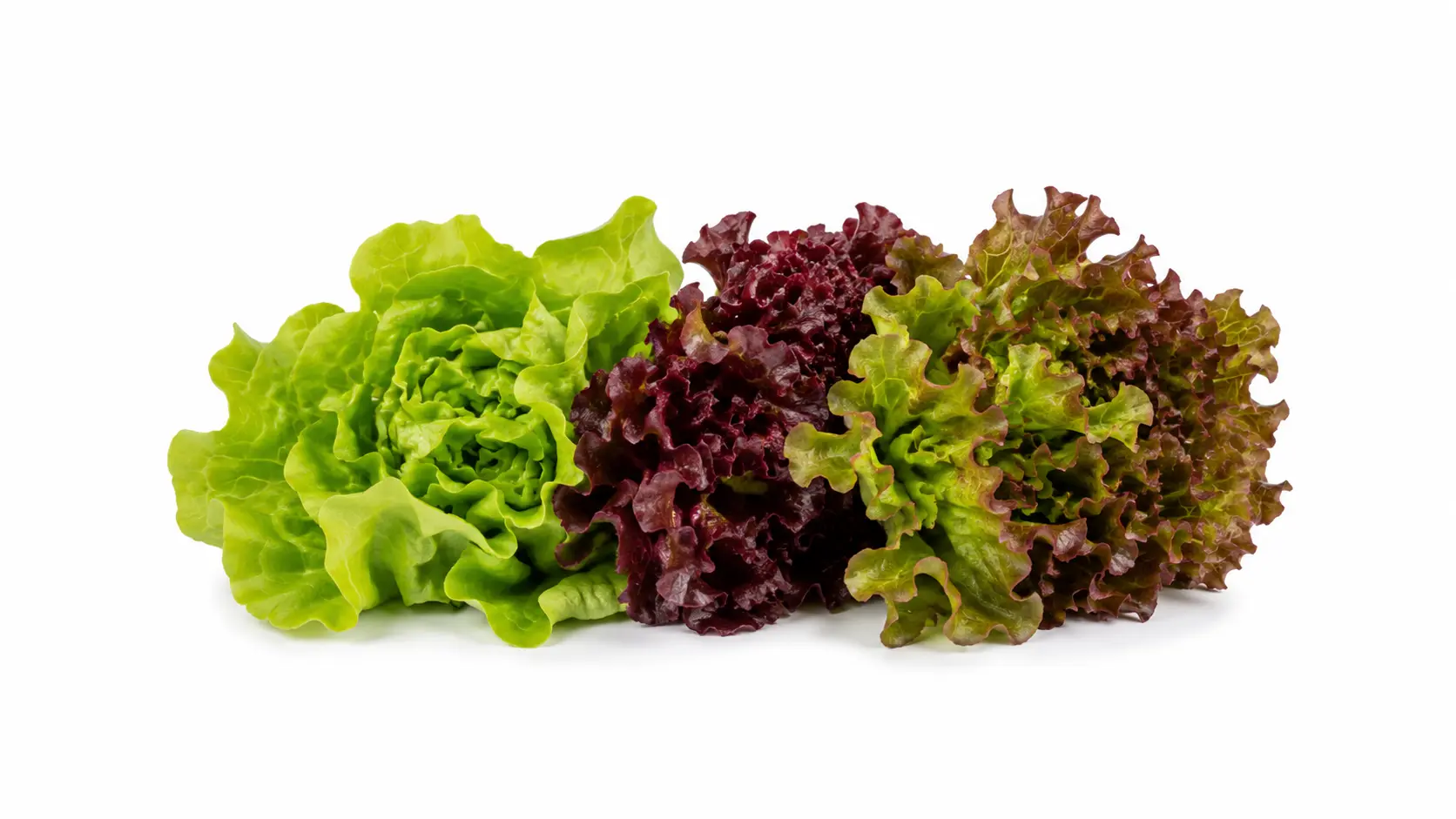 Heritage Lettuce