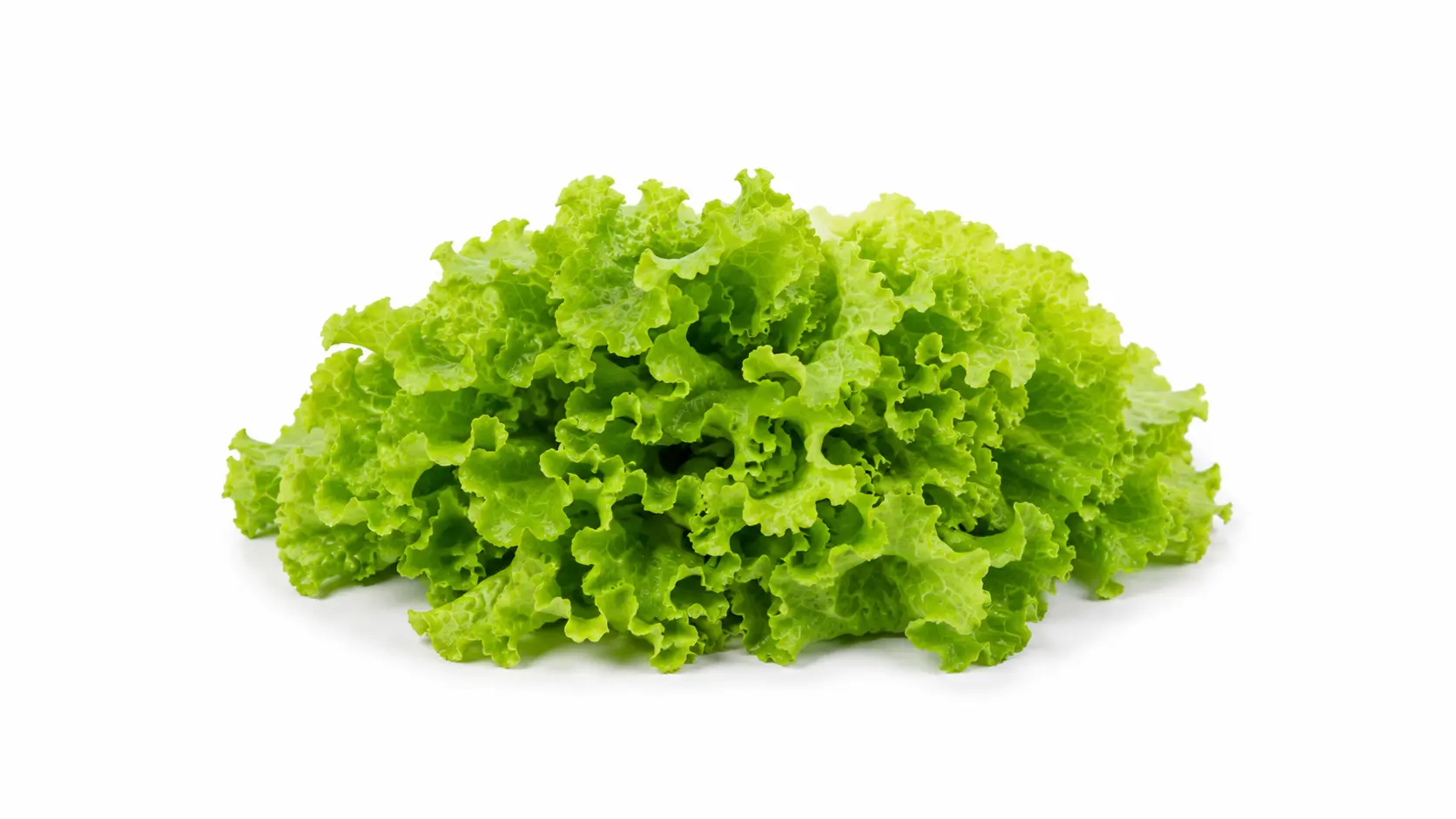 Lettuce